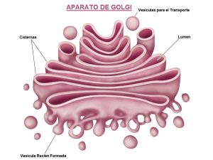aparato-de-golgi-estructura