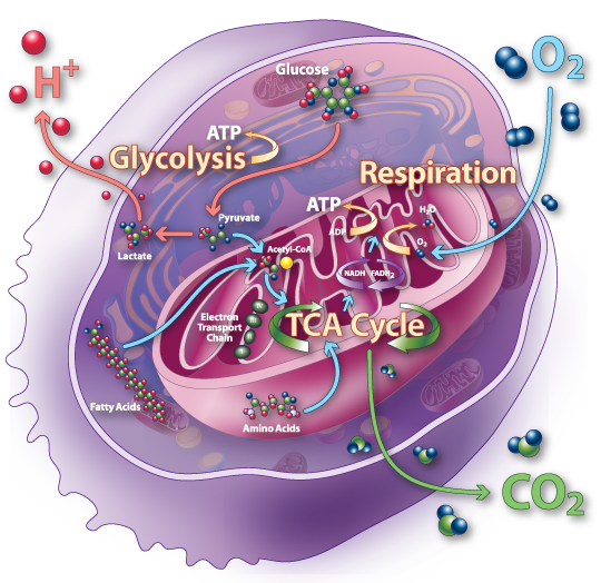 Ilustración del ciclo de Krebs ¿Cómo funciona el ciclo del ácido cítrico?
