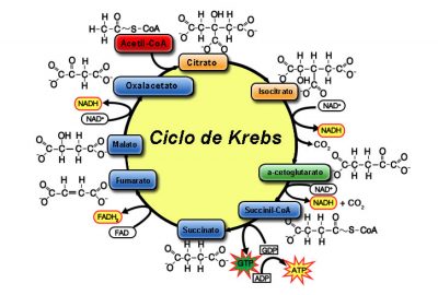¿En qué consiste el ciclo de Krebs?