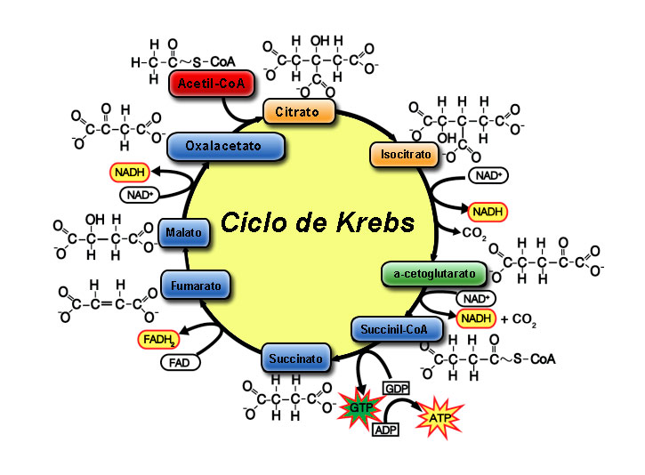 Read more about the article Ciclo de Krebs