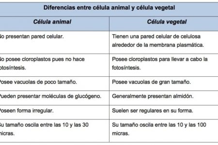¿En qué consiste un cuadro comparativo?