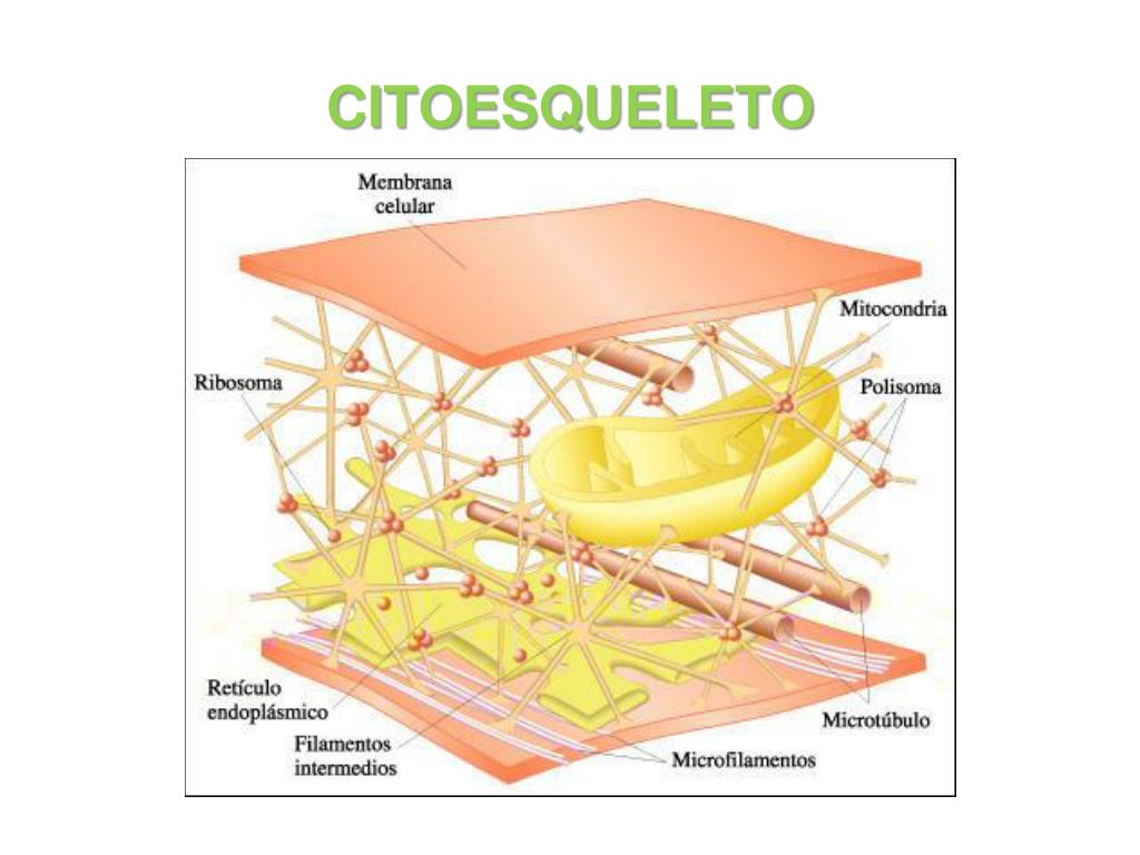 Citoesqueleto