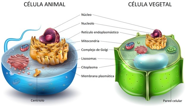 Diferencias entre célula animal y célula vegetal