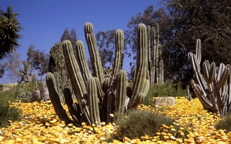 características del desierto