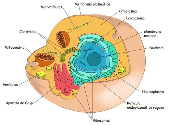 Estructura de la célula animal