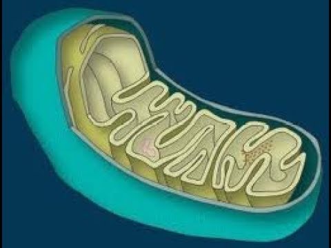 Estructura de la mitocondria 