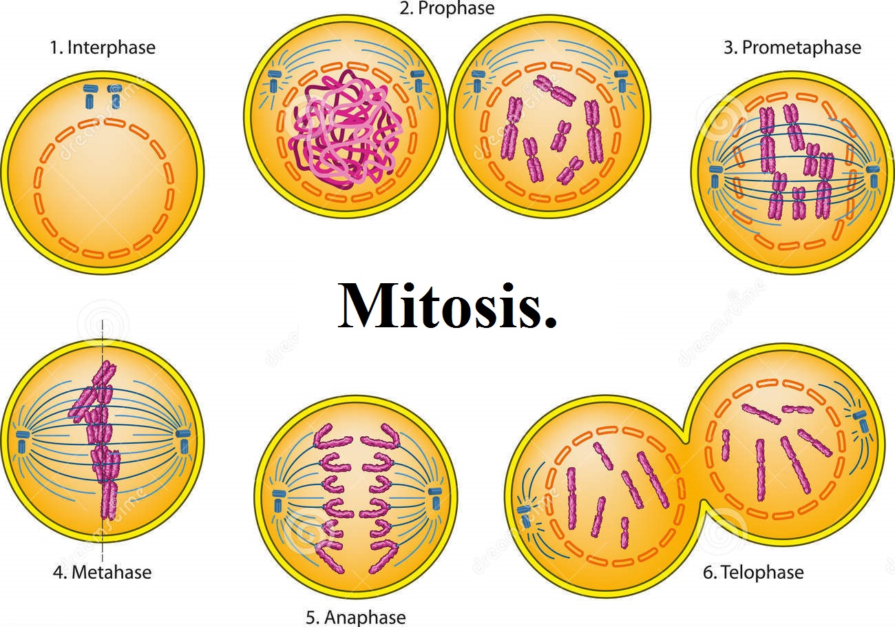 Diferentes fases de la mitosis