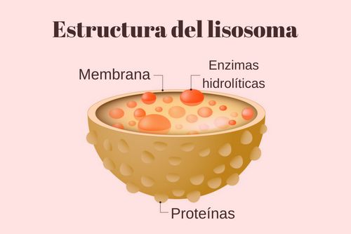 Lisosomas