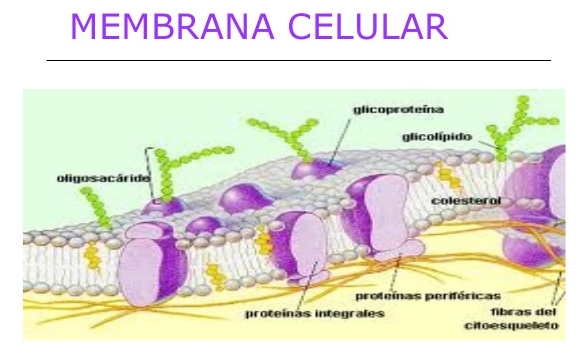 Membrana celular