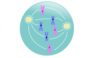 Prometafase: Mitosis
