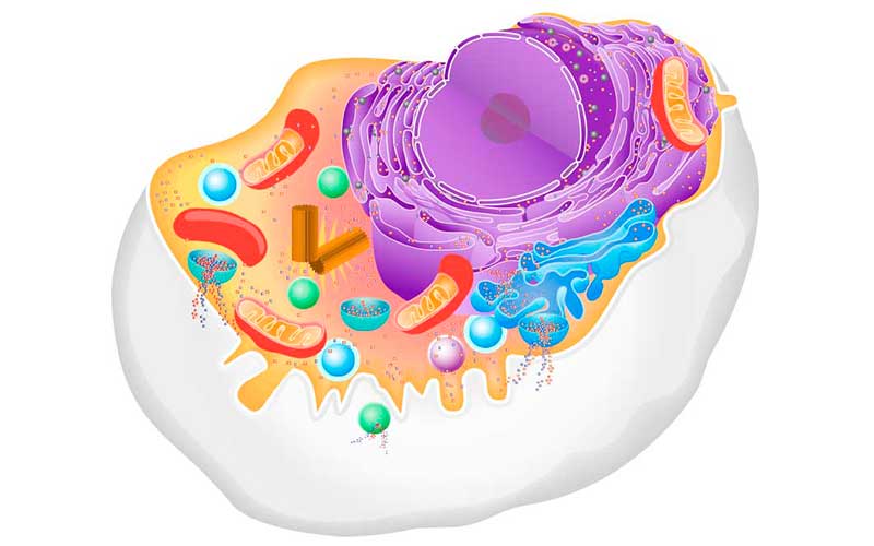 ¿En qué consiste la célula animal?