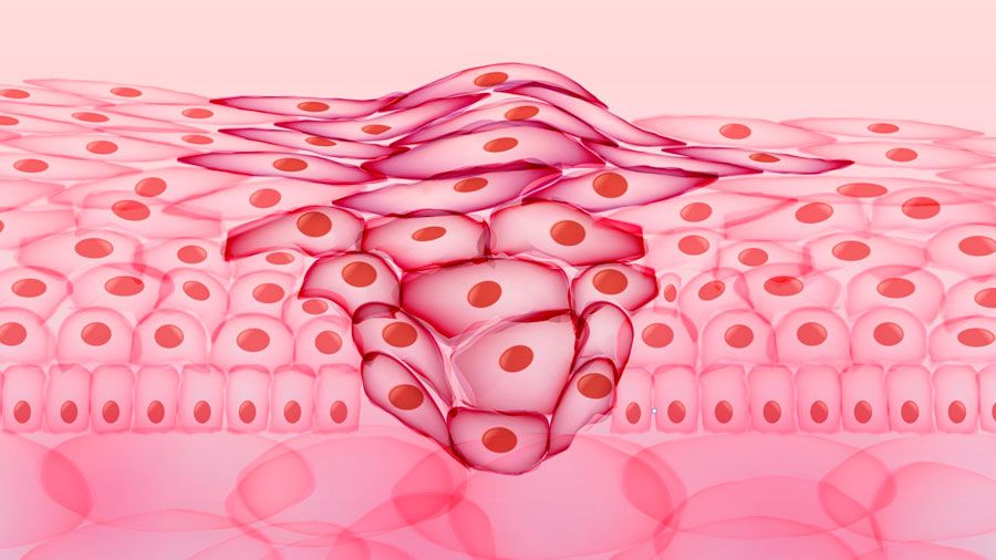 Funciones de la división celular: regenerar tejidos