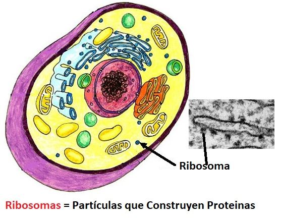ribosomas - células animales