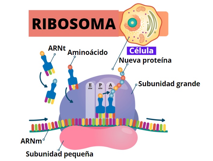 Estructura del ribosoma