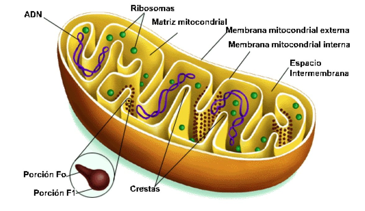 Read more about the article Ribosomas