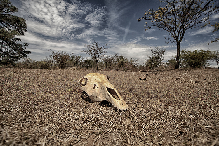 Alteración en la cadena alimenticia