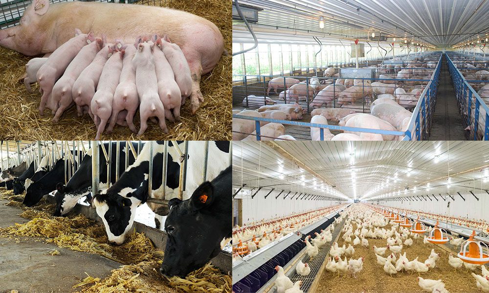 Definición de ganadería 