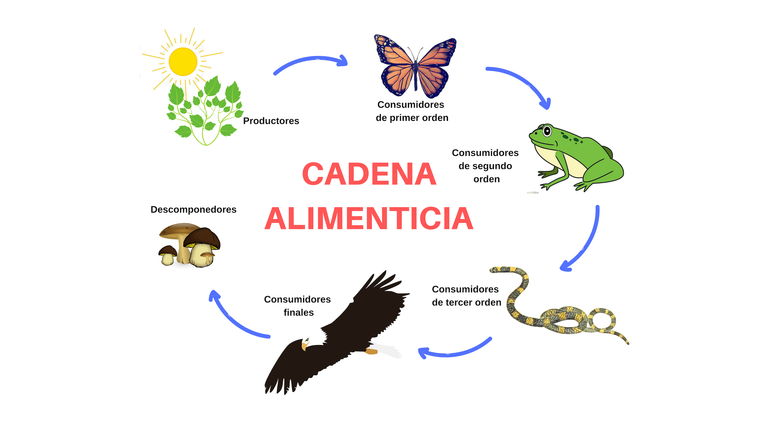Read more about the article Cadena trófica