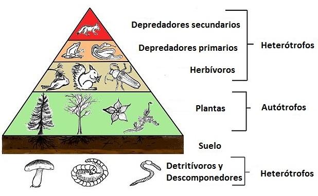 Diagrama de la cadena trófica o cadena alimenticia Diagrama de la cadena trófica o cadena alimenticia