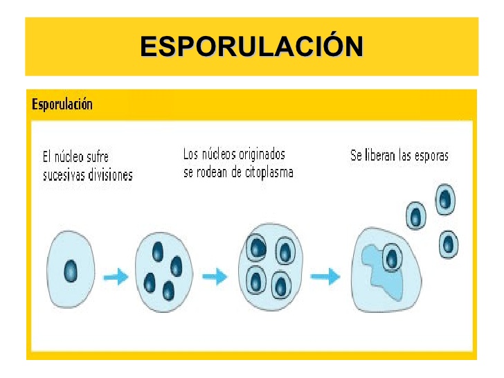 Definición de esporulación